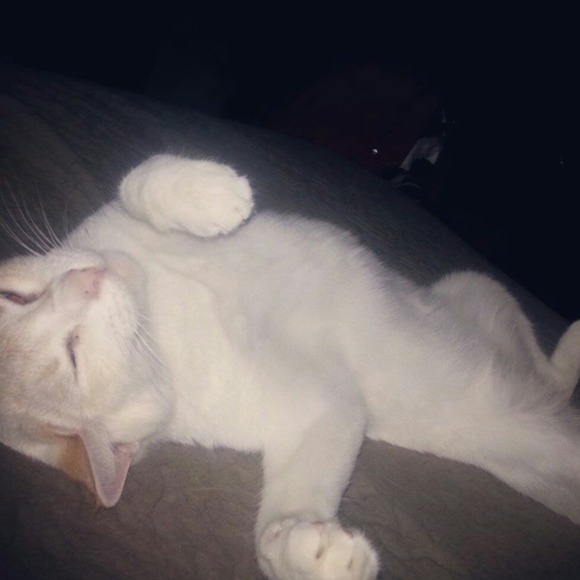 zoeisacat88